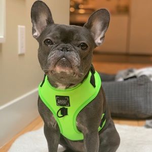 Neon Green SassyWoof Dog Adjustable Dog Harness